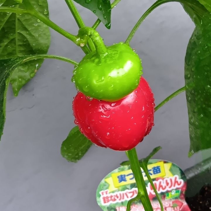 今が旬！変わりパプリカにハマる！道の駅＆ベランダ菜園で楽しむ美味しいパプリカの選び方・見分け方