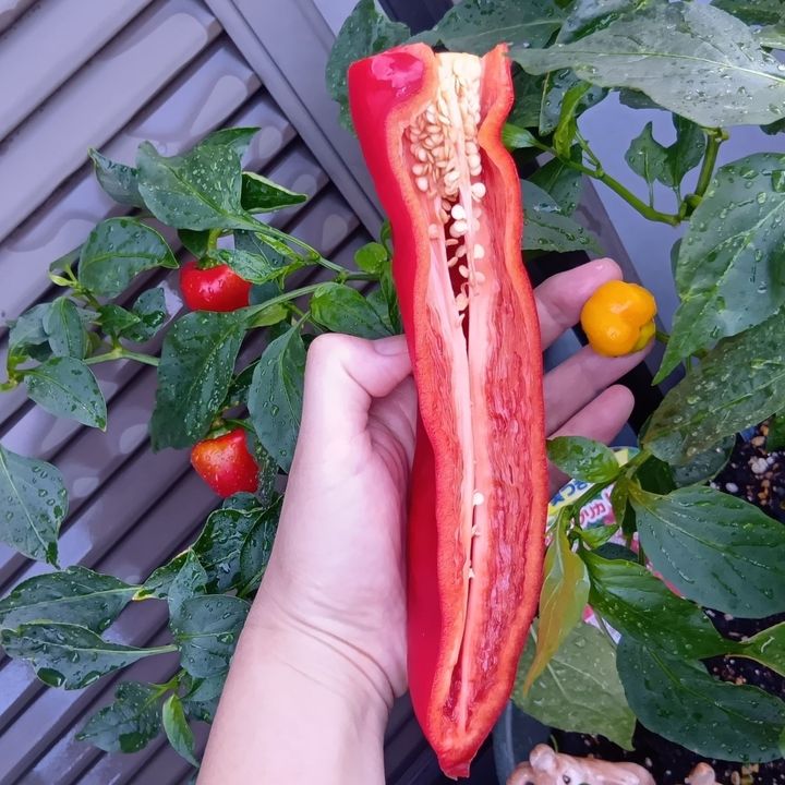 今年の夏、ベランダ菜園をしている 鈴なりパプリカとも撮影してみました～！