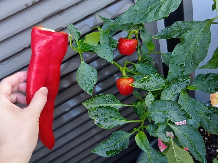 今が旬！変わりパプリカにハマる！道の駅＆ベランダ菜園で楽しむ美味しいパプリカの選び方・見分け方