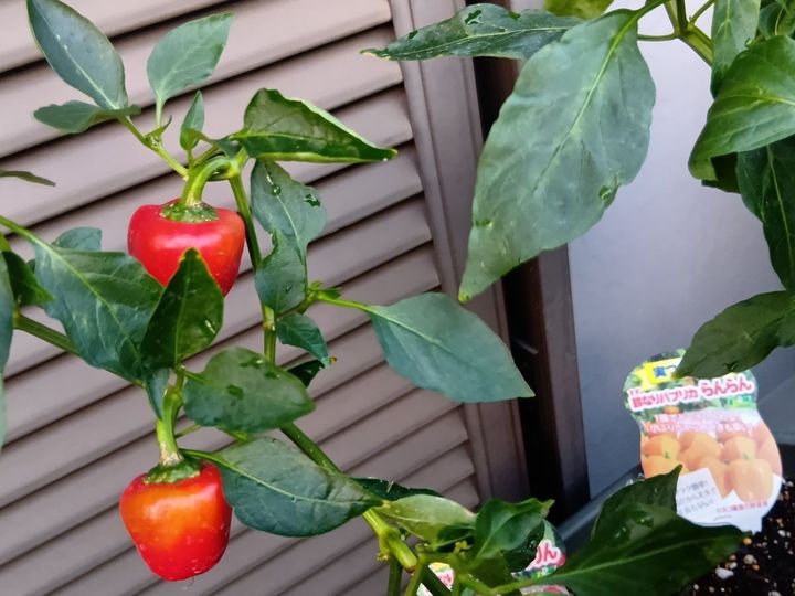 今が旬！変わりパプリカにハマる！道の駅＆ベランダ菜園で楽しむ美味しいパプリカの選び方・見分け方