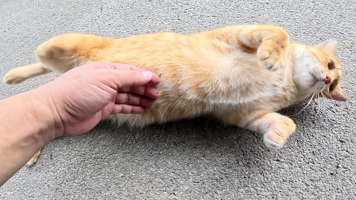 お腹をナデナデされる猫