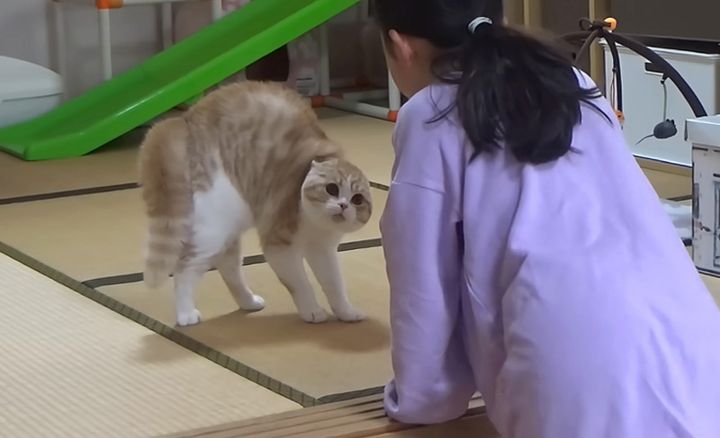 オラオラな猫と女の子