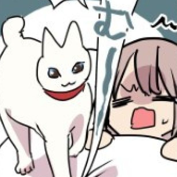 布団に入れてくれない飼い主に抗議を始めるミコさん 久川はる(@hisakawa_haru)