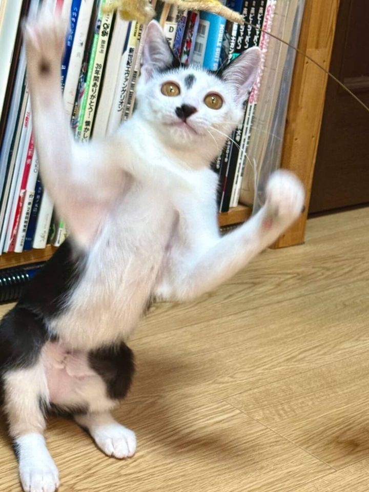 本棚の前で立ち上がって遊ぶコマちゃん