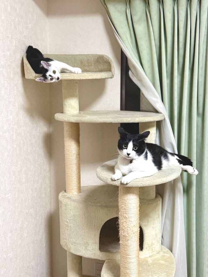 キャットタワーで一緒に過ごすフジくんとコマちゃん