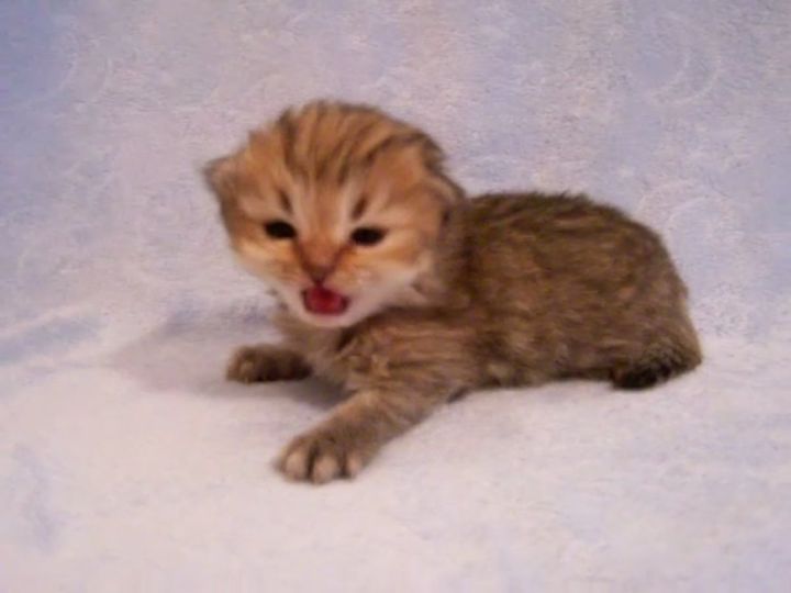 鳴き声が愛らしすぎる子猫！