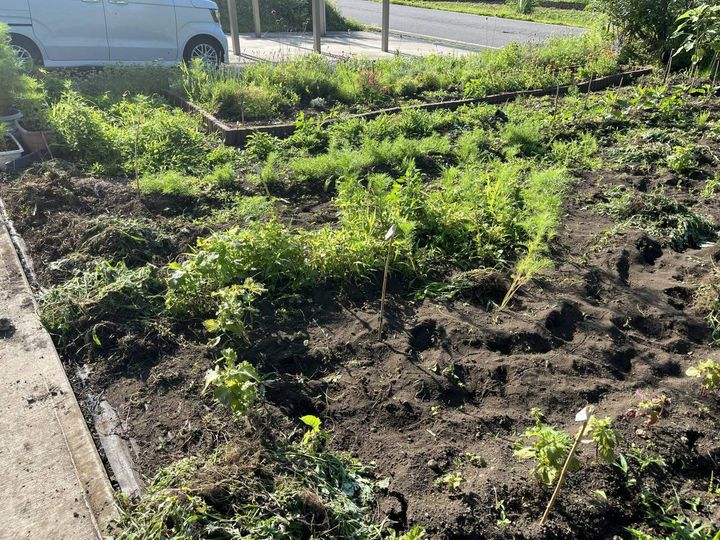 朝の光に照らされる家庭菜園の様子
