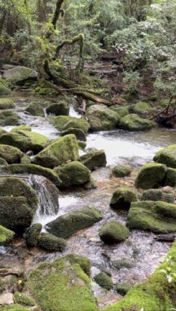 【鹿児島県熊毛郡屋久島町】屋久島観光に新風！エルシティの自然共生型観光事業が本格始動