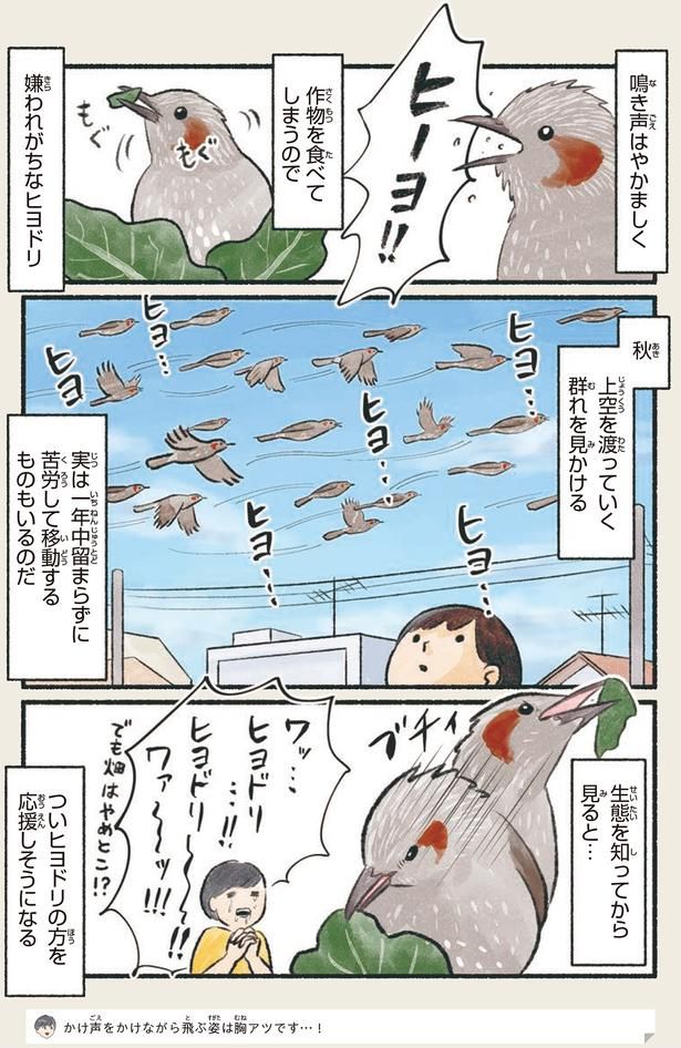 嫌われがちなヒヨドリ （C）piro piro piccolo／KADOKAWA