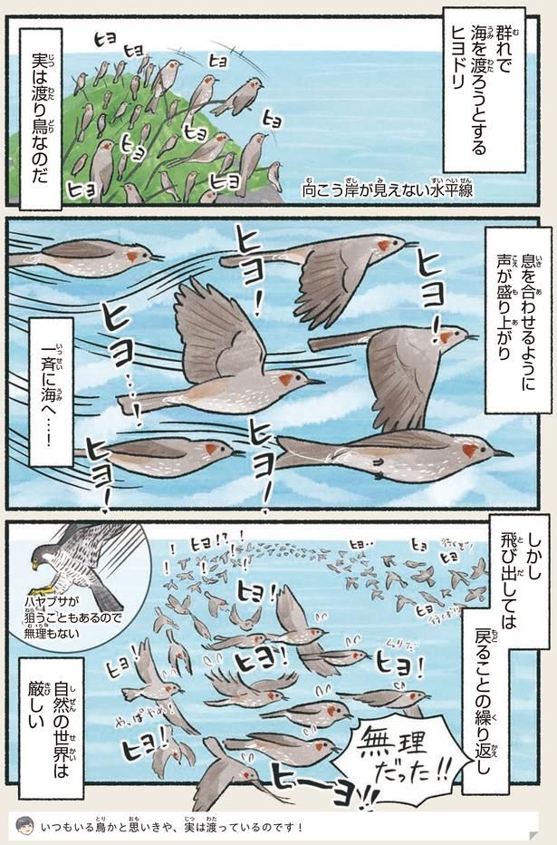 実は渡り鳥なのだ （C）piro piro piccolo／KADOKAWA