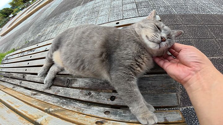 ナデナデを堪能する猫