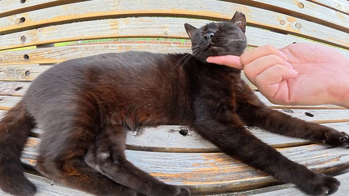 ナデナデを堪能する猫