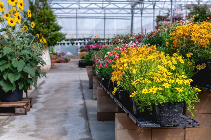 スマホで涼しく園芸上達！人気園芸店公式YouTubeチャンネルで学ぶ寄せ植えと旬の花苗情報