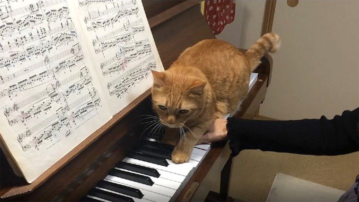 ピアノの邪魔をする猫