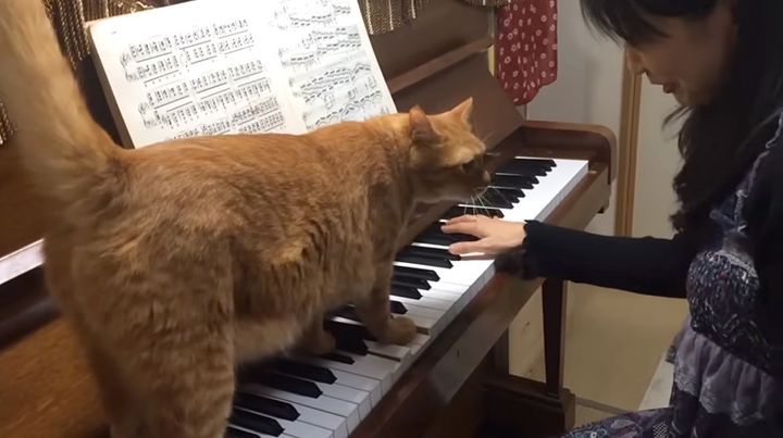 ピアノの邪魔をする猫