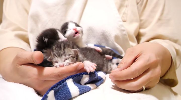 大きな声で鳴きながら甘える子猫達
