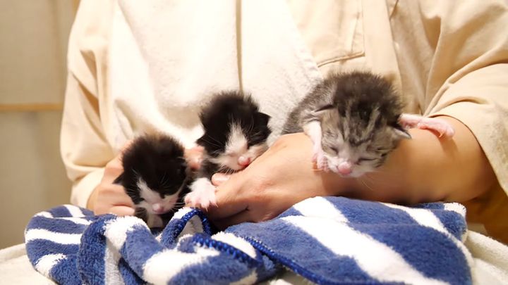 大きな声で鳴きながら甘える子猫達