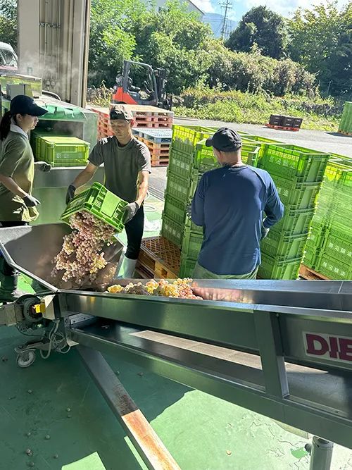 収穫した甲州ブドウをコンベアへ投入するスタッフ
