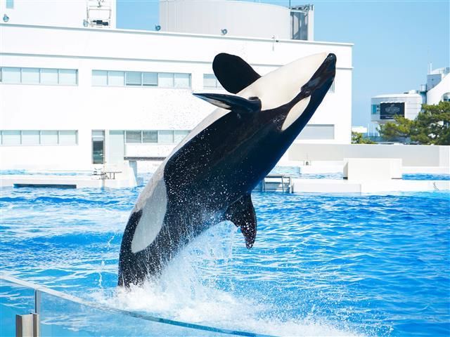 シャチ