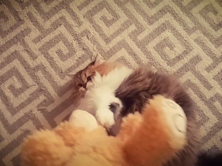 必死な様子がかわいすぎる！