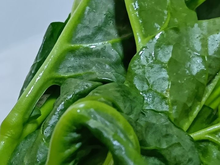 知って得する！つるむらさきの見分け方｜育ててたっぷり収穫！ベランダ菜園にもおすすめ