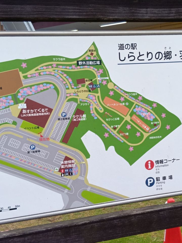 知って得する！つるむらさきの見分け方｜育ててたっぷり収穫！ベランダ菜園にもおすすめ