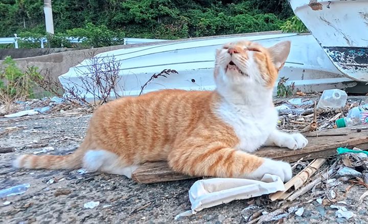 もっとナデナデされたい猫
