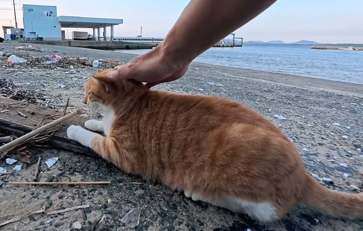 ナデナデを楽しむ猫