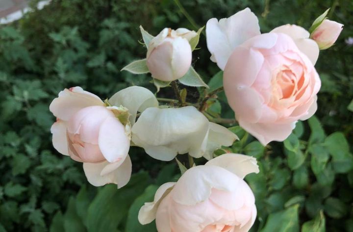 ディープカップ咲きのバラは湿度が低いほうがきれいに開いてくれます。開花のプロセスを楽しみましょう。
