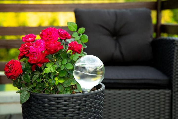赤いバラの鉢植えがあるスタイリッシュなテラス。給水器を土に差し込んでいるので、少しの留守なら水やりの心配はいりません。