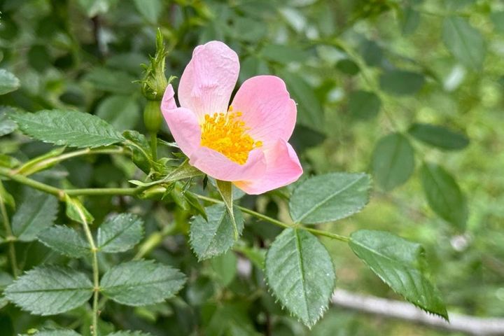 原種バラのロサ・カニナ。一季咲きで旺盛に伸びます。秋に赤いローズヒップが実るので必要な分の枝は切らずに残します。