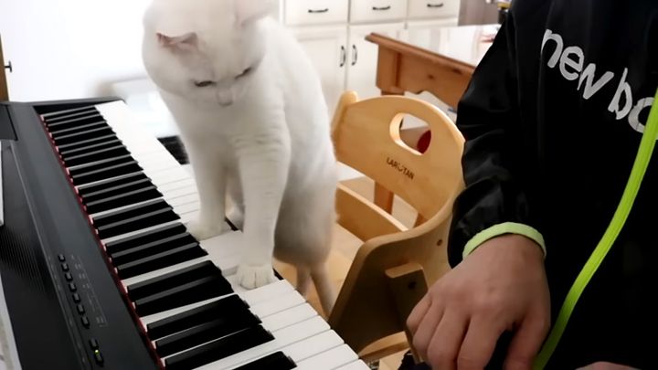 猫の厳しいピアノレッスン