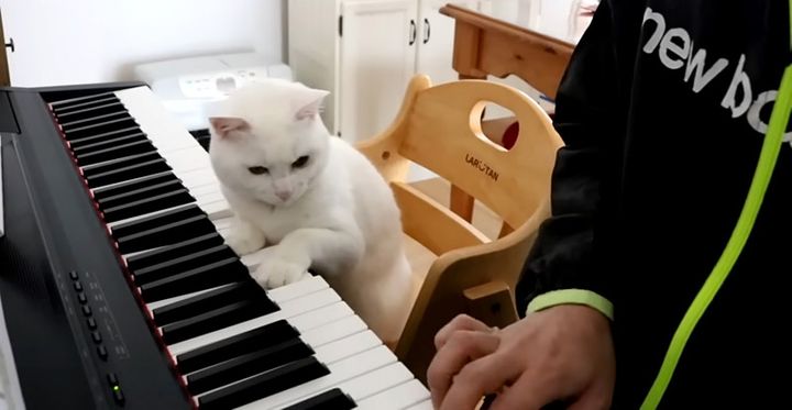 猫の厳しいピアノレッスン