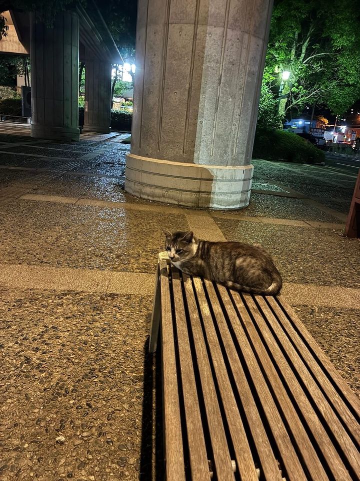 夜の長いベンチの端でくつろぐ猫