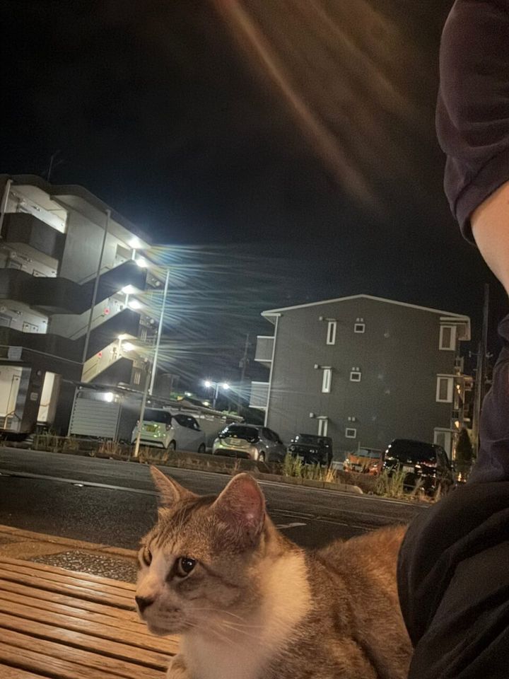 ベンチで亀尾さんのすぐ隣に座る猫