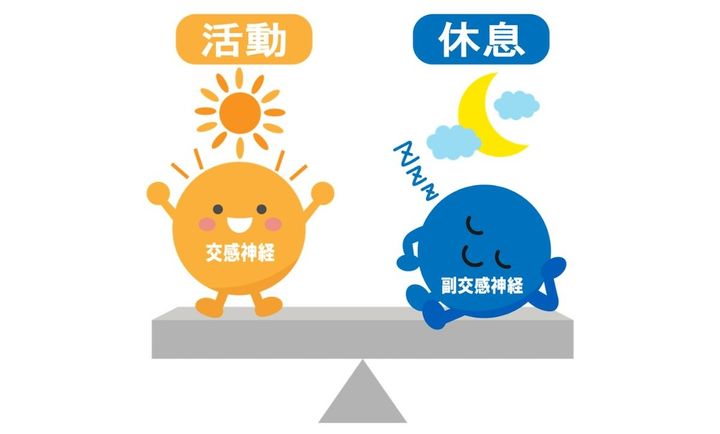 自律神経 交感神経と副交感神経がシーソーに乗っているイラスト