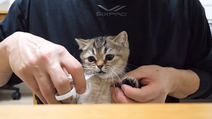 爪切りを阻止する子猫