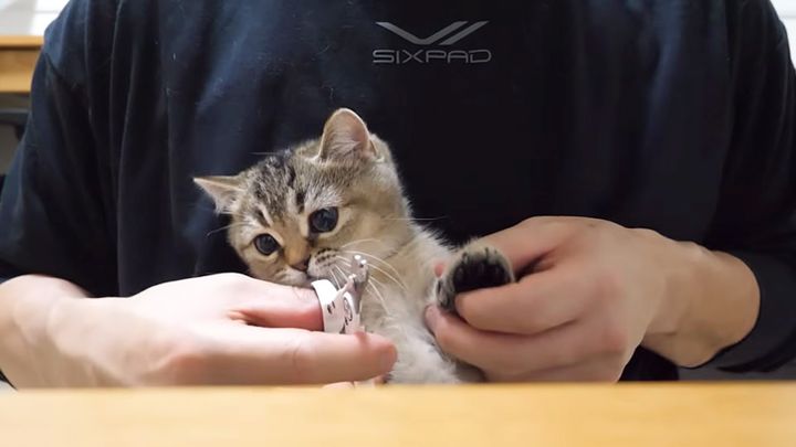 爪切りされる子猫