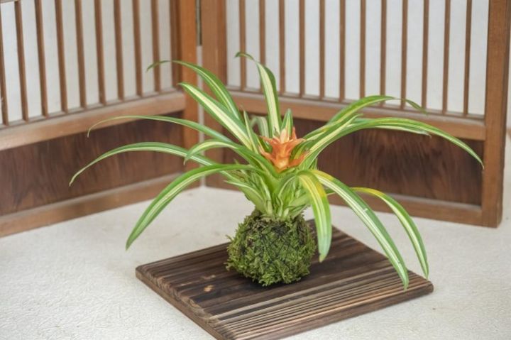 涼やかな苔玉を室内に。夏のインテリアになじむ植物8選と飾り方のアイデア