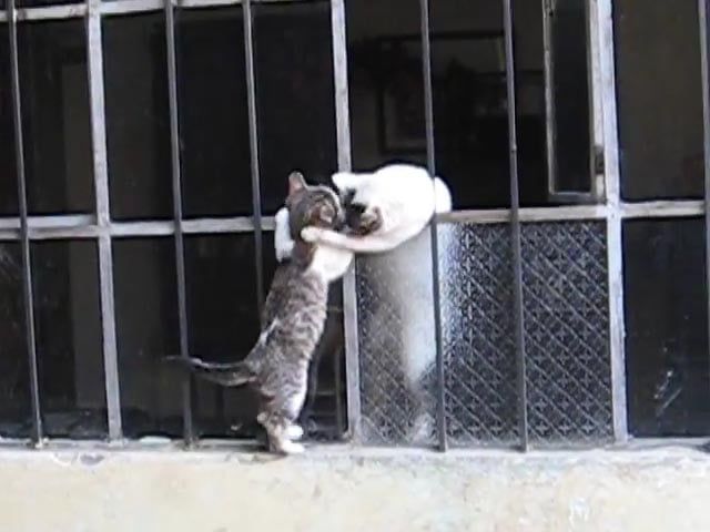 子猫をサポートする母猫の愛に感動……！