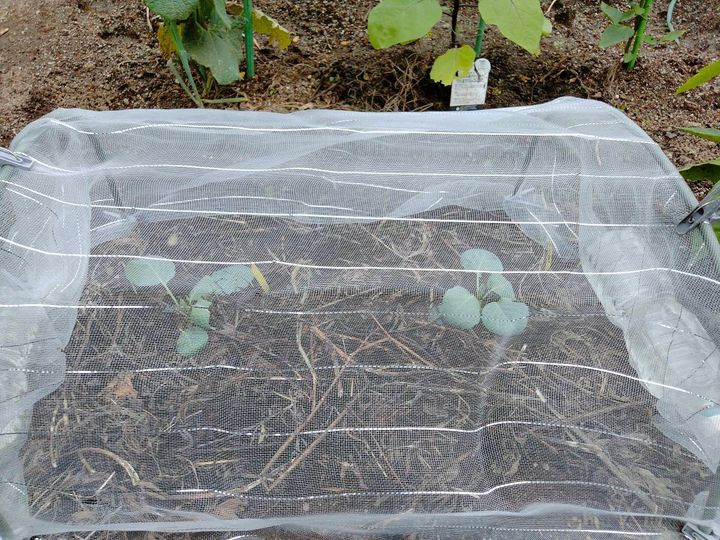 防虫ネットをかけたキャベツの苗