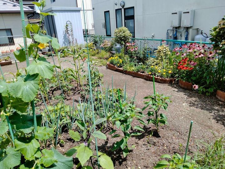 夏の日差しが差し込む家庭菜園