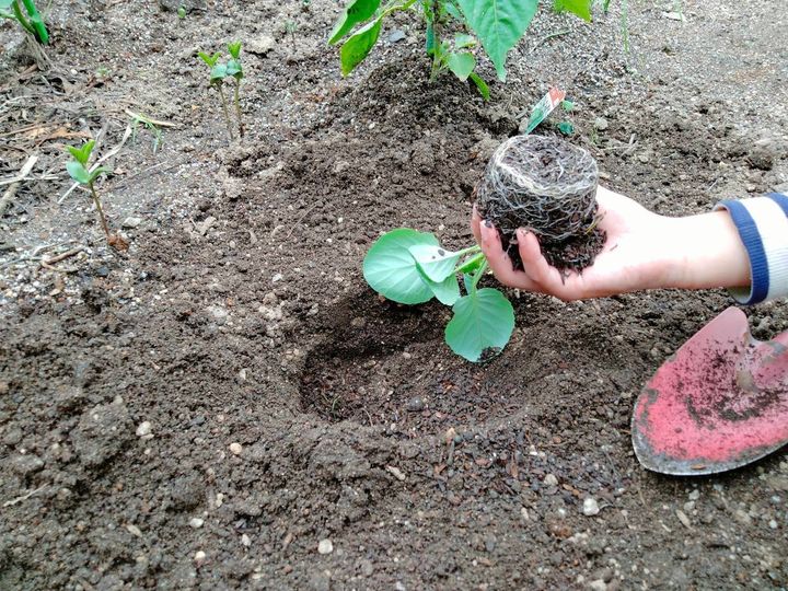 根鉢を崩さずキャベツ苗を植える様子