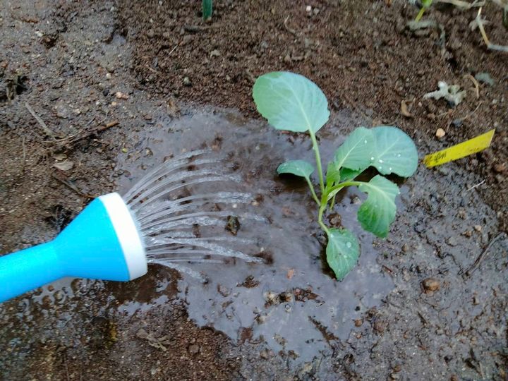 植え付け後にたっぷり水やりをする様子