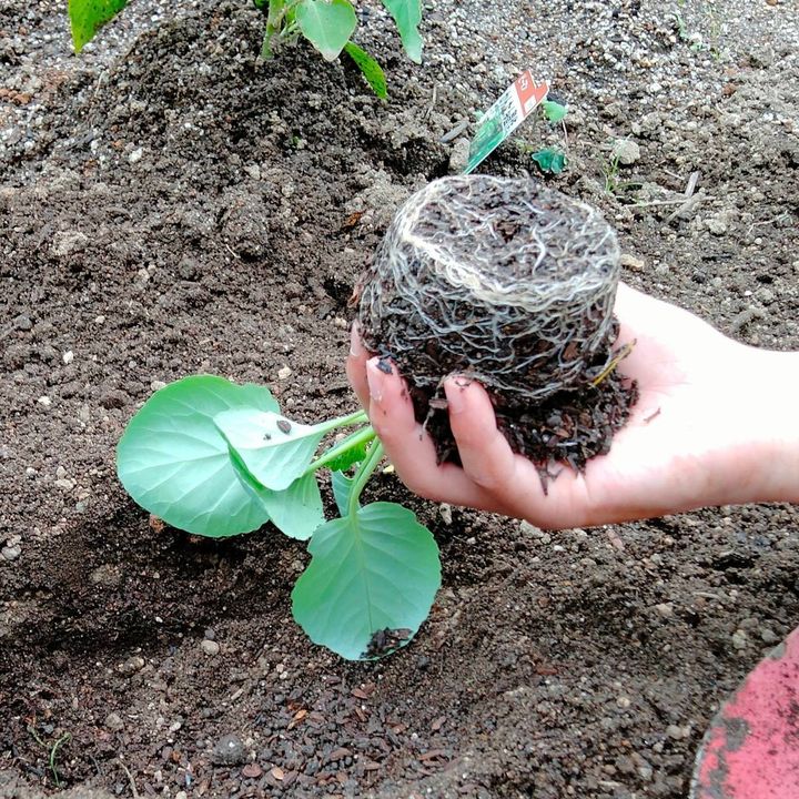 根鉢を崩さずキャベツ苗を植える様子