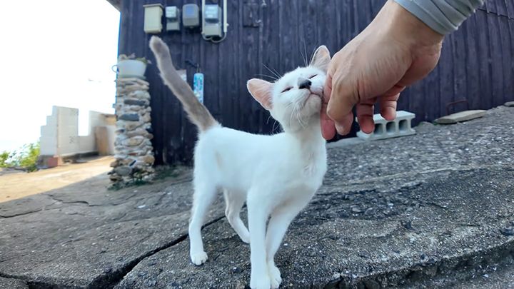 ナデナデされる猫