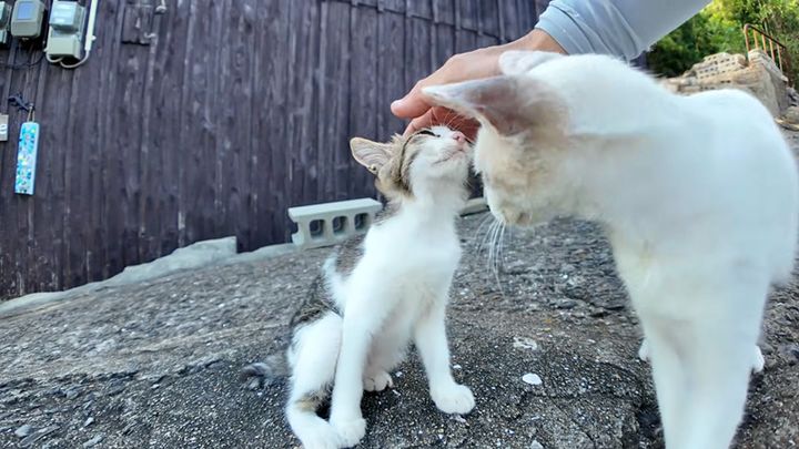 ナデナデされる子猫