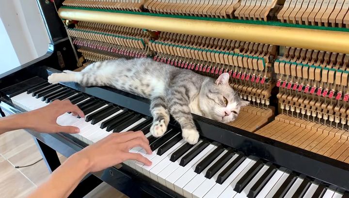 ピアノマッサージを堪能する猫