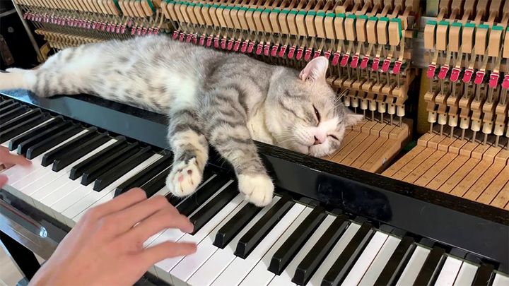 ピアノマッサージを堪能する猫