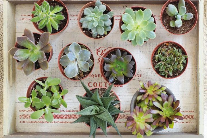 初心者でも枯らしにくい多肉植物25選＋小さなサボテン4選｜人気の形・色と育て方のポイント